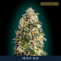 Heavy Bud (Advanced Seeds) femminizzati