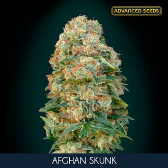Afghan Skunk (Advanced Seeds) femminizzati