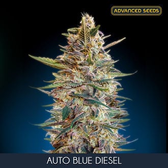 Auto Blue Diesel (Advanced Seeds) femminizzata