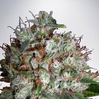 Big Bud XXL (Ministry of Cannabis) femminizzata