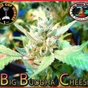 Big Buddha Cheese (Big Buddha Seeds) femminizzato