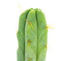 Torcia Boliviana (Echinopsis lageniformis)