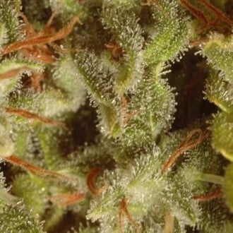 Collection Pack Sativa Champions (Paradise Seeds) femminizzato