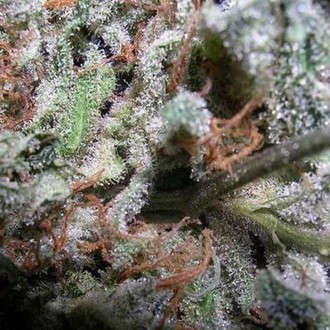Collection Pack Indica Champions (Paradise Seeds) femminizzato