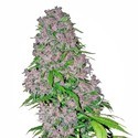 Purple Bud (White Label) Femminizzata