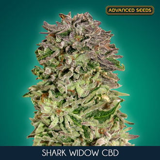 Shark Widow CBD (Advanced Seeds) Femminizzata