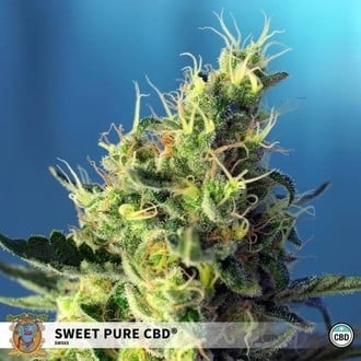 Sweet Pure CBD (Sweet Seeds) Femminizzata