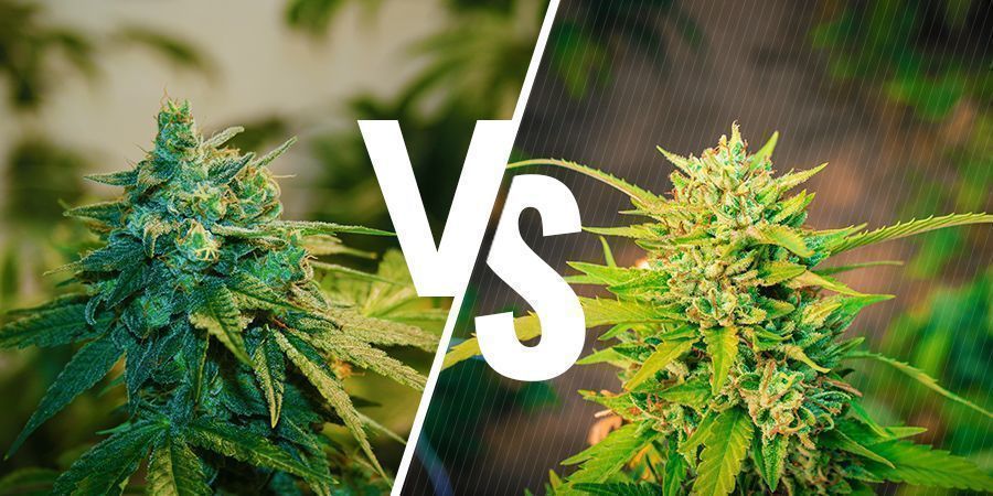 Piantagione Di Cannabis Indoor Vs Outdoor: Quali Sono Le Differenze?
