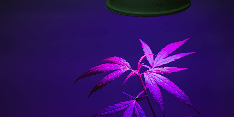 A che distanza dovrei posizionare la lampada a LED dalle mie piante di marijuana?