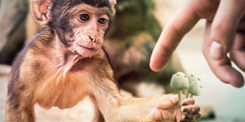 La Teoria delle Scimmie Ebbre Potrebbe Spiegare la Nostra Evoluzione