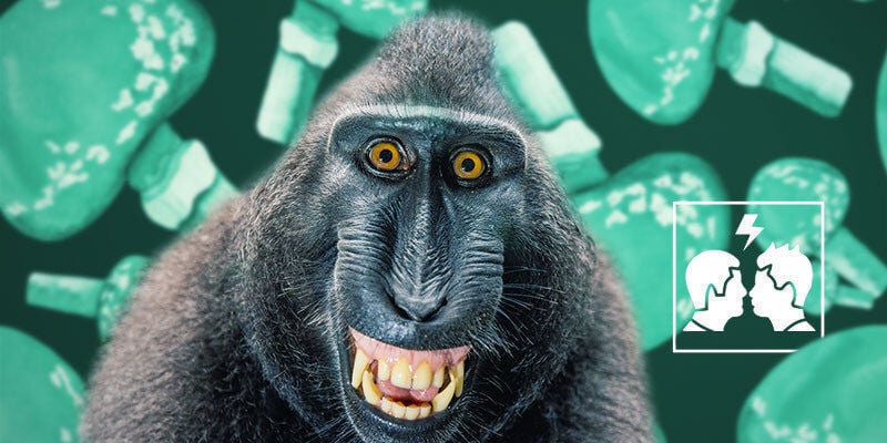 Perché la Teoria delle Scimmie Ebbre è Controversa?