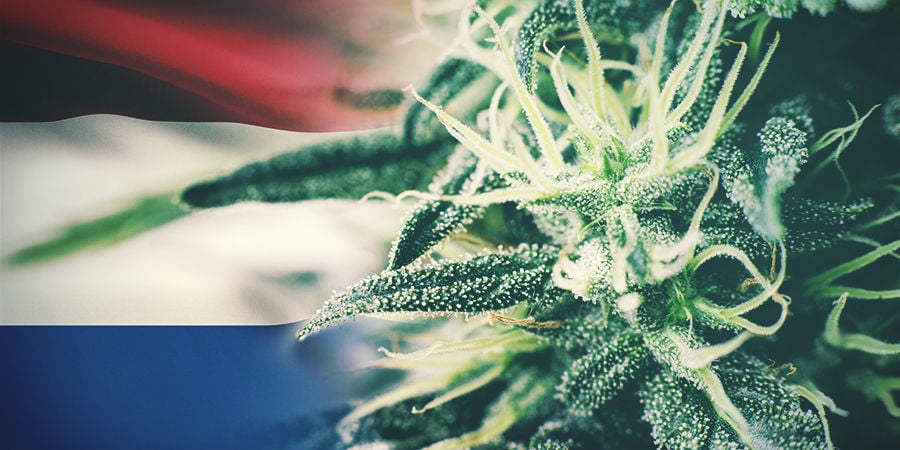 Le Migliori Varietà Di Cannabis Da Coltivare All’aperto Nei Paesi Bassi