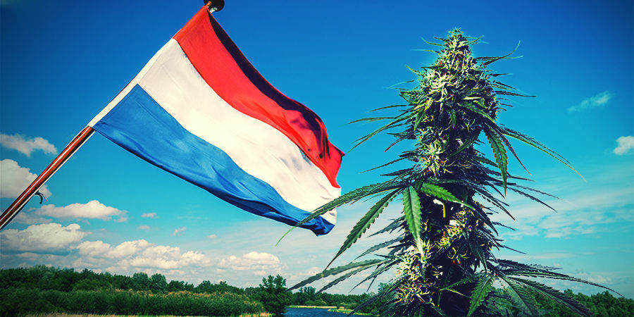 Coltivare Cannabis Nel Clima Dei Paesi Bassi
