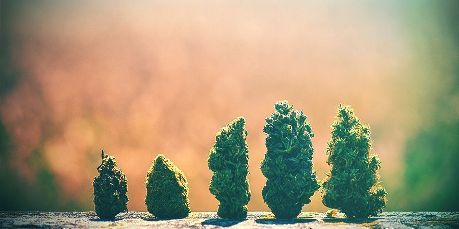 Come Scegliere La Varietà Di Cannabis Più Adeguata Paesi Bassi