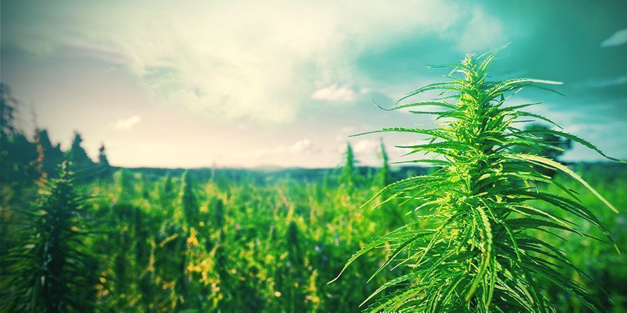Suggerimenti Per Coltivare Cannabis Nei Paesi Bassi