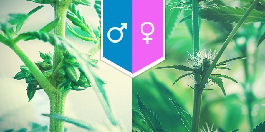 Sessualita’ Della Cannabis