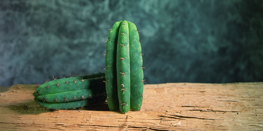 Trichocereus Cactus
