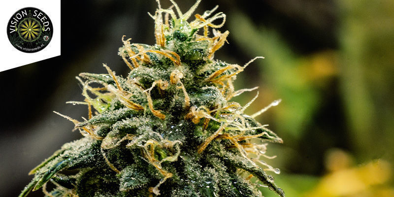 Docter Jamaica (Vision Seeds)