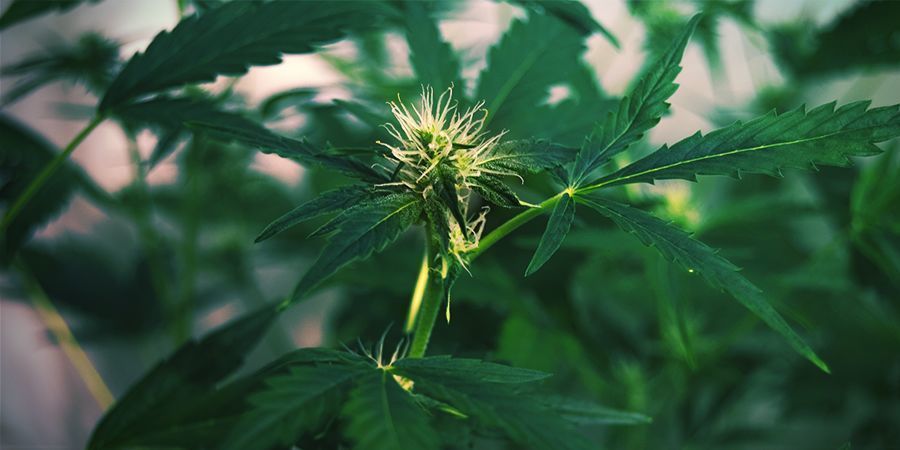 Quando le Piante di Cannabis si Allungano: Allungamento in Fioritura
