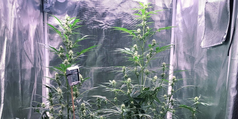 Come Evitare lo Stretching delle Piante di Cannabis