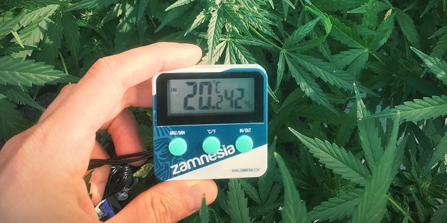 Evitare lo Stretching delle Piante di Cannabis: Mantieni la Temperatura Sotto Controllo