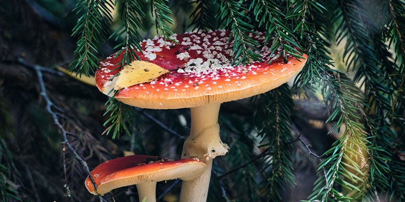 4 modi in cui i funghi allucinogeni hanno potenzialmente influenzato il Natale
