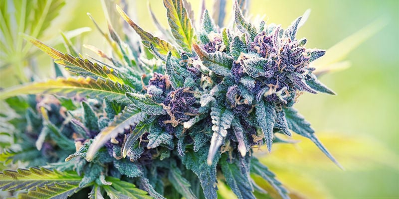Che Cos'È La Cannabis Viola?