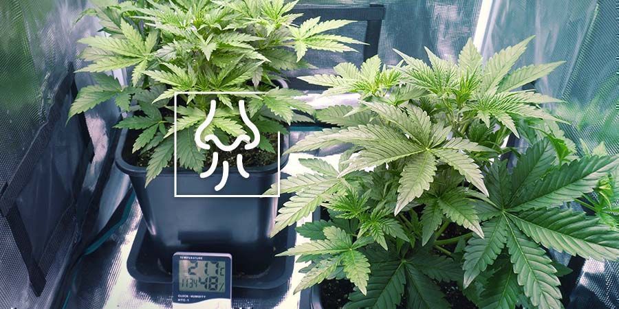 Odore di Cannabis che Fuoriesce dalla Tua Grow Box o Stanza di Coltivazione