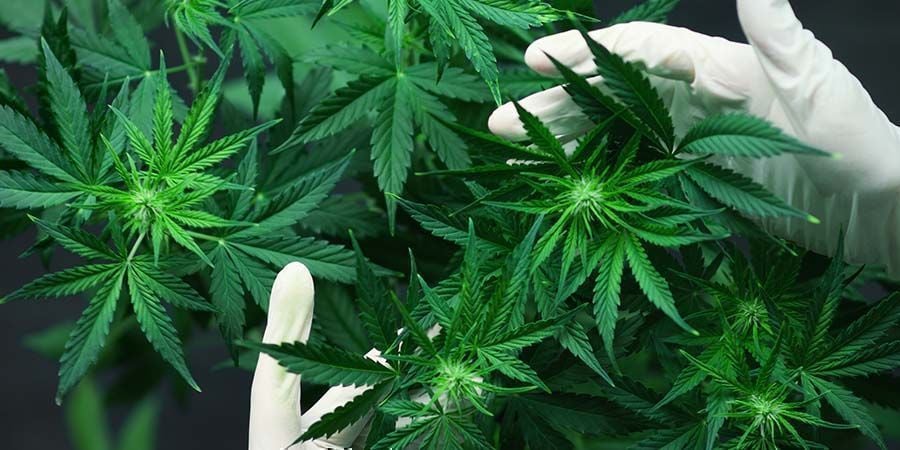 Problemi Nella Fioritura Della Cannabis: Esagerare Con i Livelli Di Nutrienti e pH
