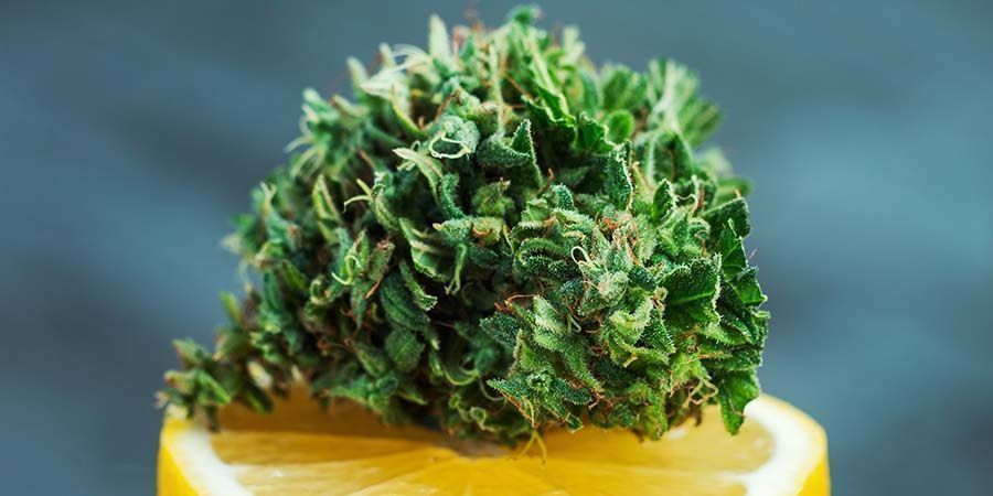 Amnesia: The High And Flavour