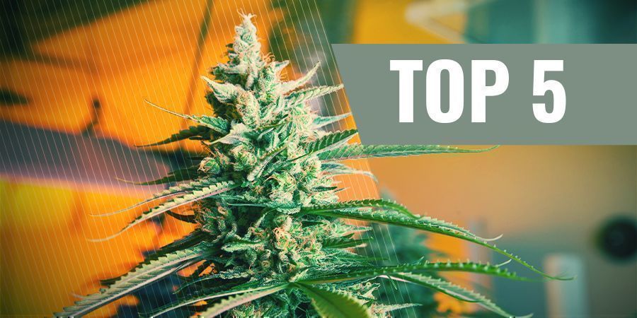 I Migliori 5 Semi Di Cannabis Autofiorenti Per La Coltivazione Indoor