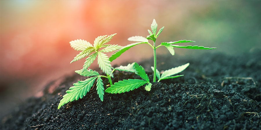 Recycled Organic Living Soil (ROLS) - Cannabis 