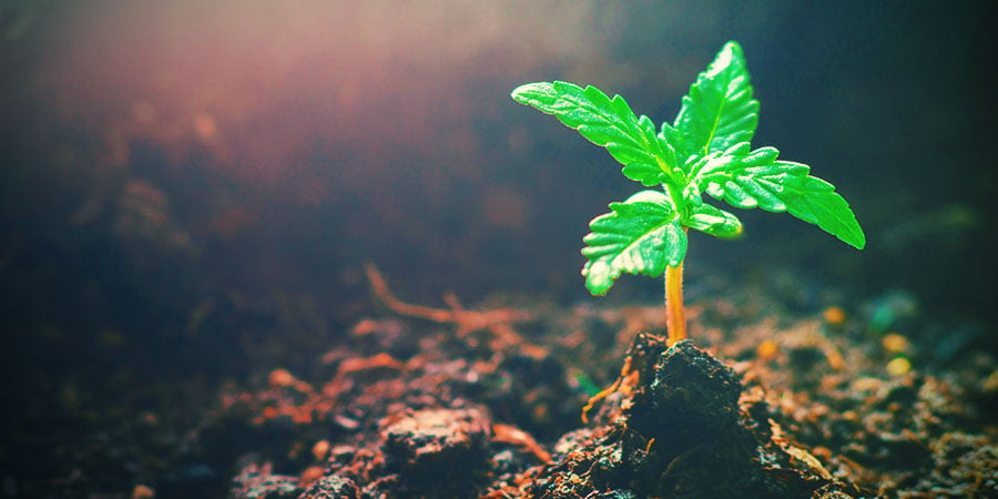 La Fase Vegetativa Nella Coltura Della Cannabis