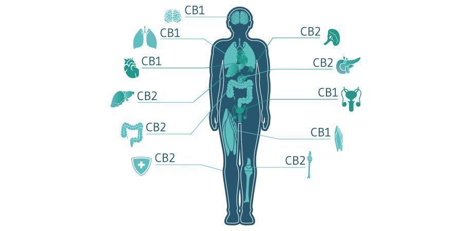 Types Of Cannabis Receptors