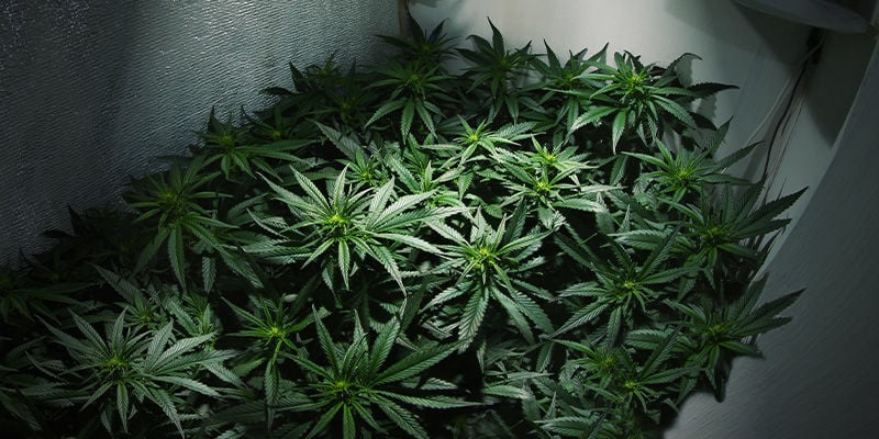 È Possibile Ottenere Molteplici Raccolti della cannabis Utilizzando La Stessa Grow Room?