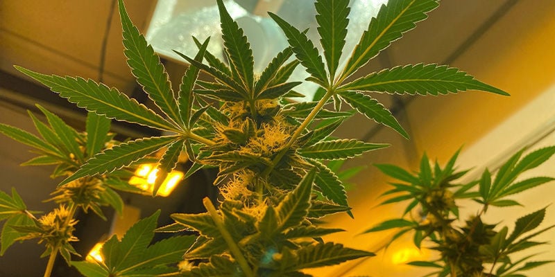 Indoor - Raccolta Perpetua della Cannabis