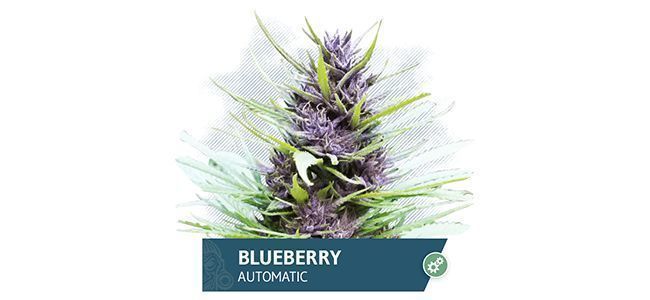 Blueberry Automatic (Zamnesia Seeds)