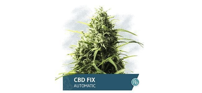 CBD Fix Auto (Zamnesia Seeds)