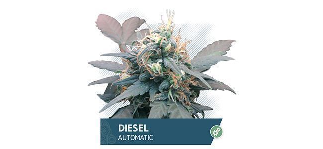 Diesel Automatic (Zamnesia Seeds)