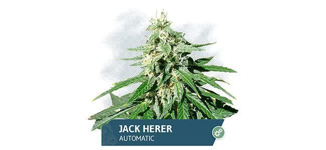Jack Herer (Zamnesia Seeds)