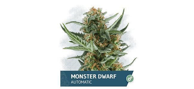 Monster Dwarf Auto (Zamnesia Seeds)