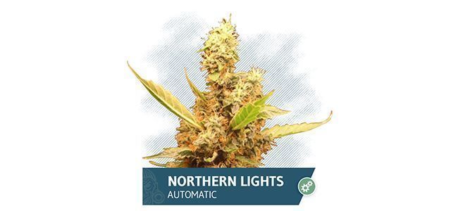 Northern Lights Automatic (Zamnesia Seeds)