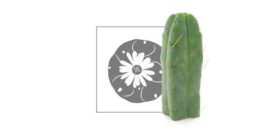 Cactus Da Mescalina