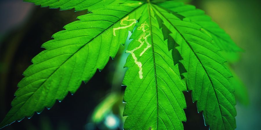 Problemi Comuni In Una Coltivazione Di Cannabis