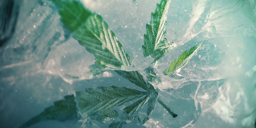 Congelare La Cannabis È Una Buona Idea?