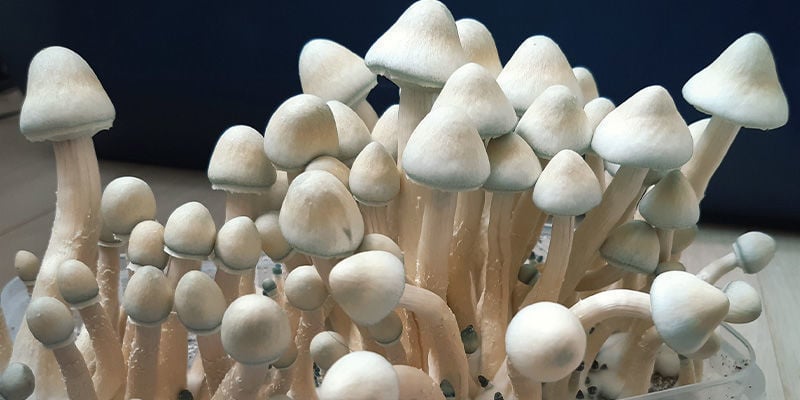 Funghi Allucinogeni: Qual è il momento giusto per raccogliere?
