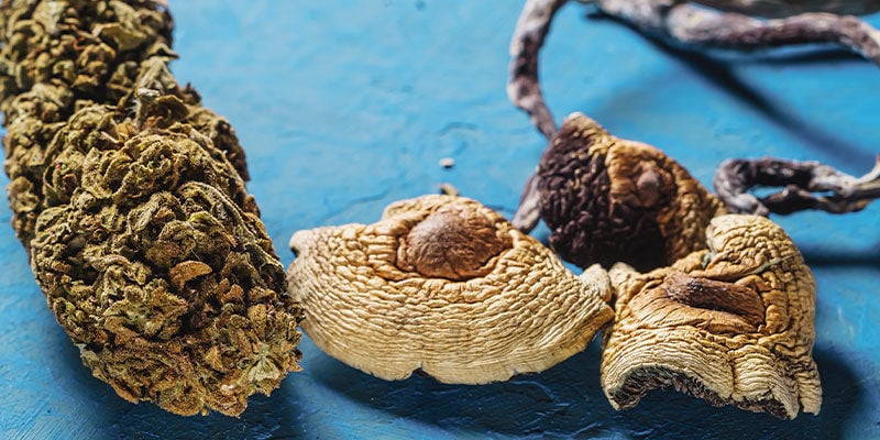 È Una Buona Idea Mescolare La Cannabis Con I Funghi Allucinogeni?