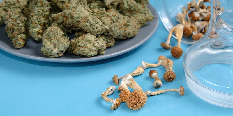 Il Rapporto Tra Cannabis E Funghi Allucinogeni