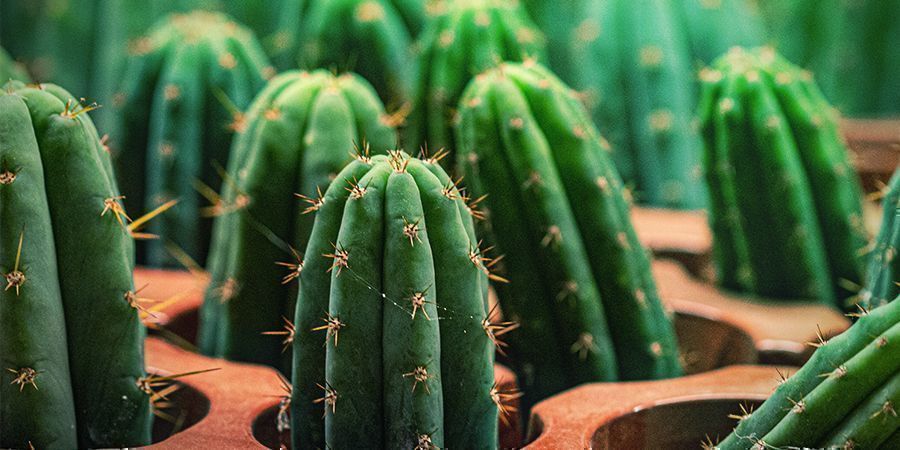 Il Cactus Torcia Peruviana Contiene 10 Volte Più Mescalina Rispetto Al San Pedro