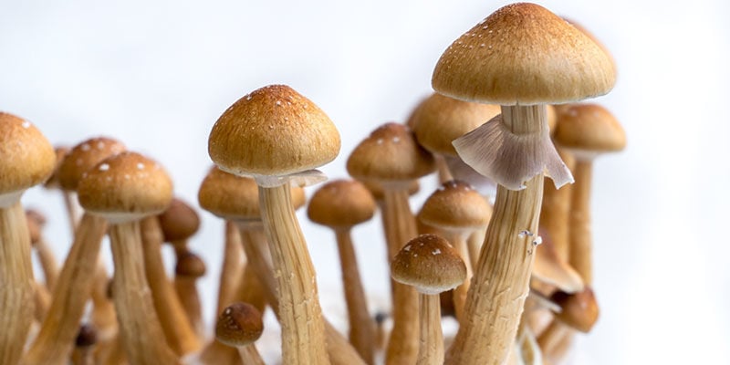 Coltivare funghi allucinogeni: un metodo adatto a tutti